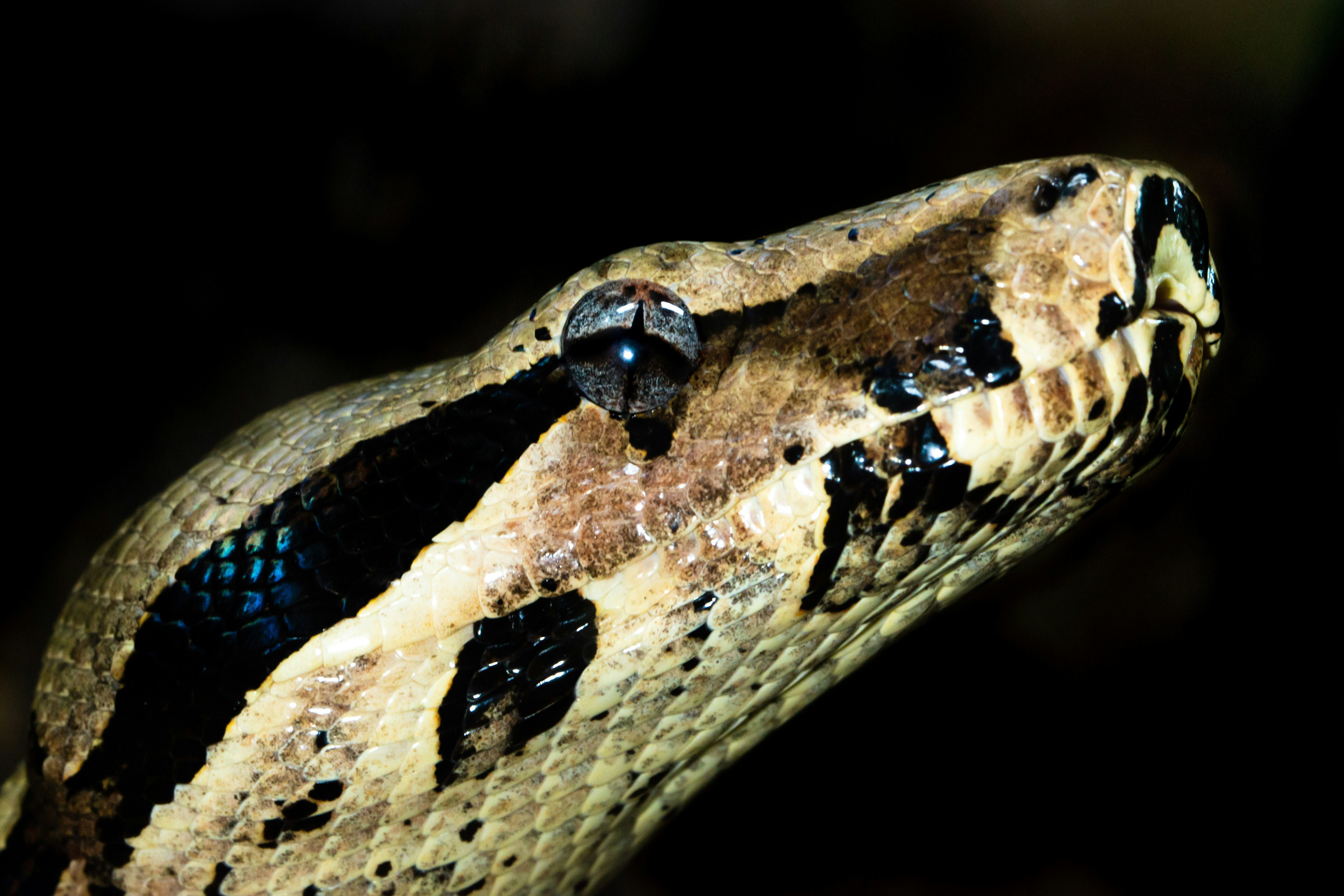 brown and black snake in close up photography